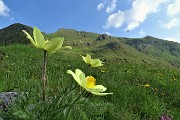 10 Salendo verso l'inizio del sent. 109...pulsatilla alpina sulfurea